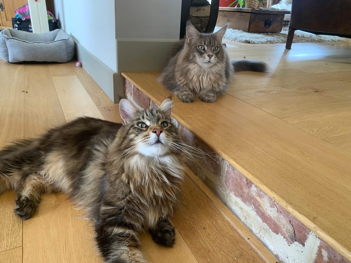 two maine coon cats sat on wooden floor looking upwards 1200cp