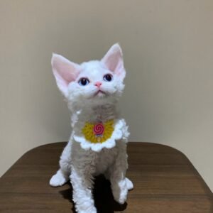 Abby the Devon Rex Princess